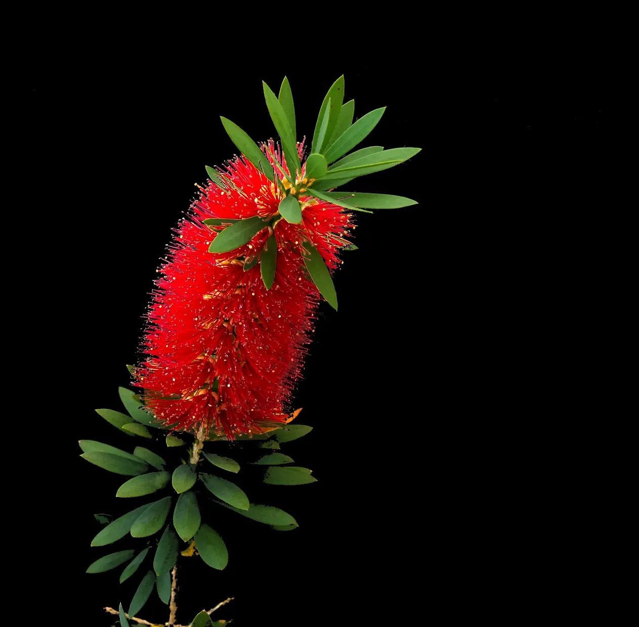 Bottlebrush Little John (Callistemon X Viminalis 'Little John') — The Bottlebrush 'Little John' (Callistemon x viminalis) is a dwarf evergreen shrub