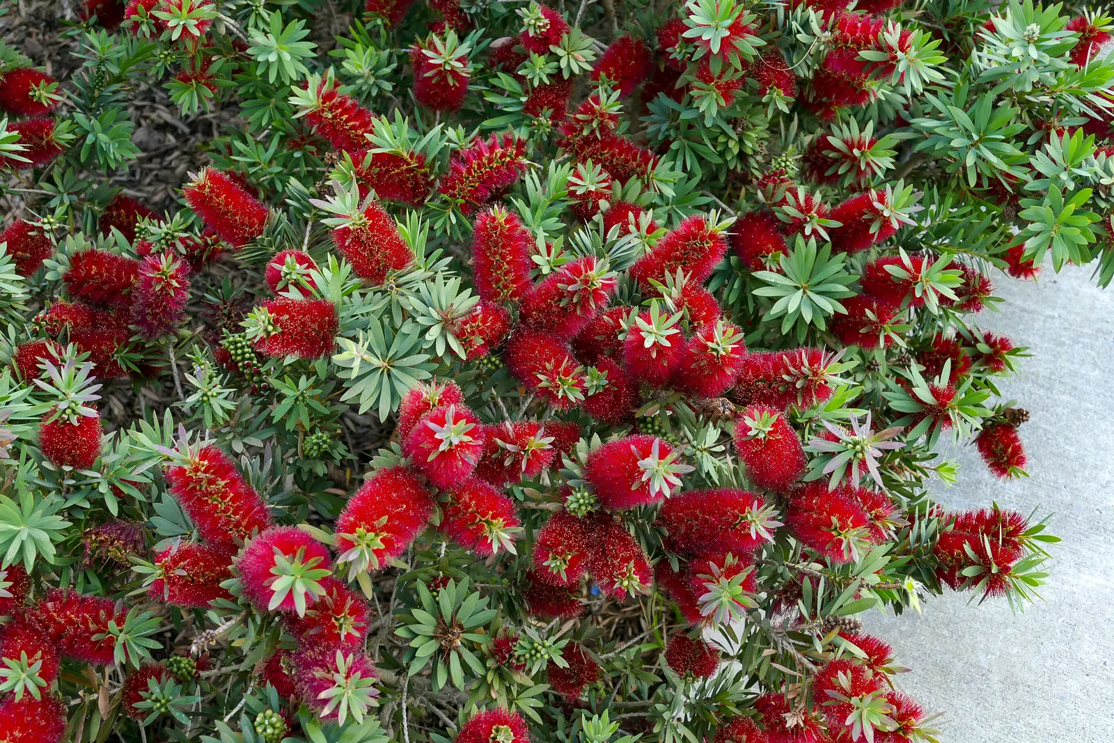 Bottlebrush Little John (Callistemon X Viminalis 'Little John') — blue-green foliage and vibrant red brush-like flowers