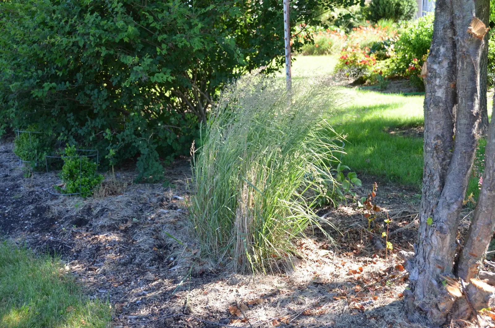Cosmopolitan Maiden Grass (Miscanthus Sinensis 'Cosmopolitan') — green and white-striped leaves