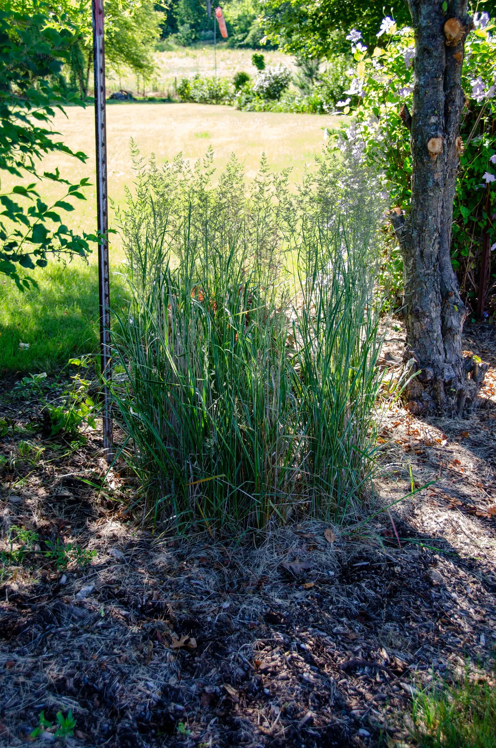 Cosmopolitan Maiden Grass (Miscanthus Sinensis 'Cosmopolitan') — It boasts a graceful, arching habit and reaches 5-6 feet in height with a 3-4-foot spread