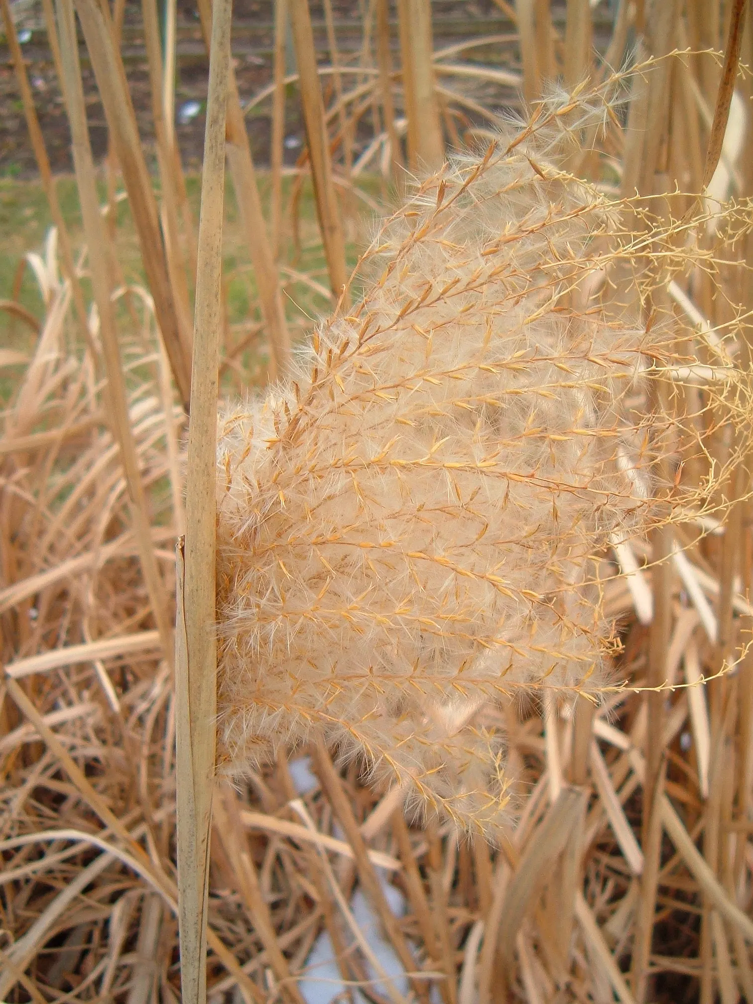 Cosmopolitan Maiden Grass (Miscanthus Sinensis 'Cosmopolitan') — it features reddish-bronze plumes that mature to fluffy