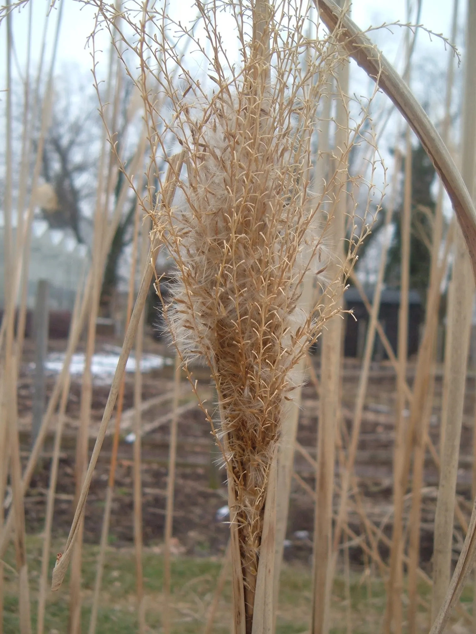 Cosmopolitan Maiden Grass (Miscanthus Sinensis 'Cosmopolitan') — Cosmopolitan Maiden Grass (Miscanthus sinensis 'Cosmopolitan') is an ornamental perennial with