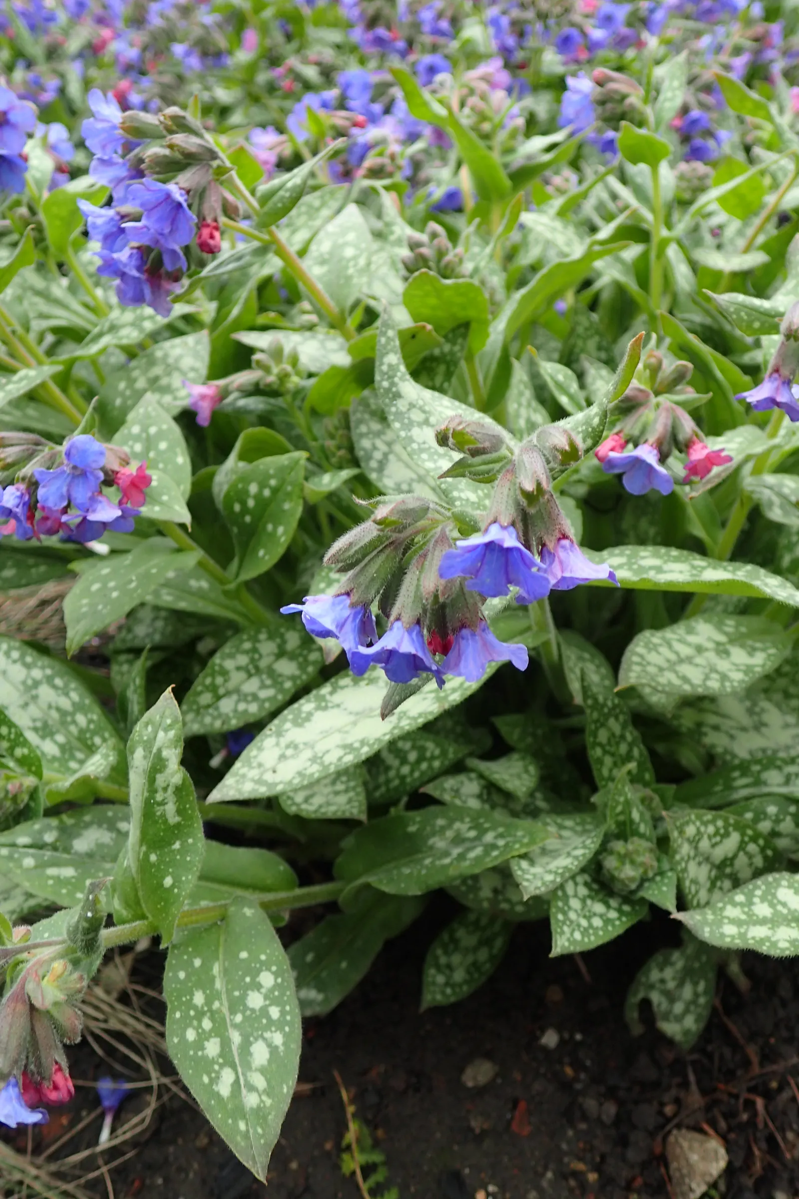Trevi Fountain Lungwort (Pulmonaria 'Trevi Fountain') — Resistant to deer and attracts pollinators, ideal for woodland gardens and shady borders