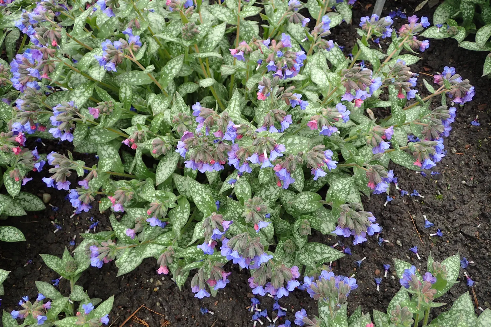 Trevi Fountain Lungwort (Pulmonaria 'Trevi Fountain') — it boasts clusters of bright blue flowers that mature to a soft pink