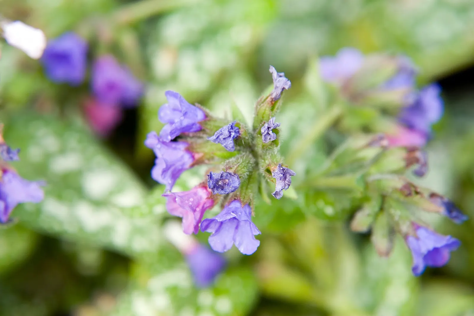 Trevi Fountain Lungwort (Pulmonaria 'Trevi Fountain') — creating a captivating display