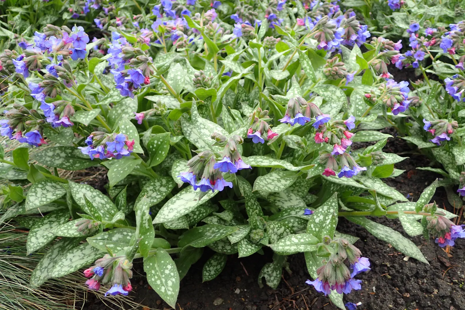 Trevi Fountain Lungwort (Pulmonaria 'Trevi Fountain') — Pulmonaria 'Trevi Fountain' is a charming perennial with silver-spotted, deep green foliage