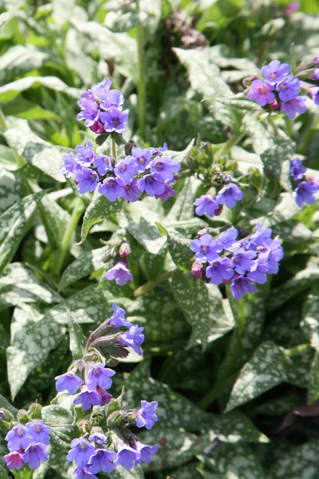 Trevi Fountain Lungwort (Pulmonaria 'Trevi Fountain') — Typically grows to 12 inches tall and spreads up to 24 inches