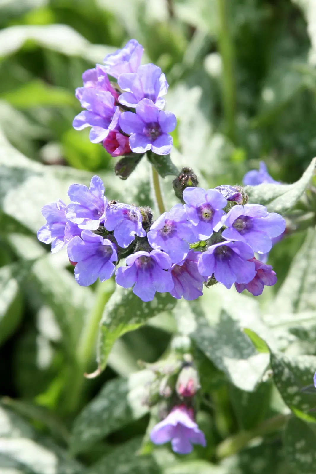 Trevi Fountain Lungwort (Pulmonaria 'Trevi Fountain') — Thrives in part to full shade and prefers moist, well-drained soil