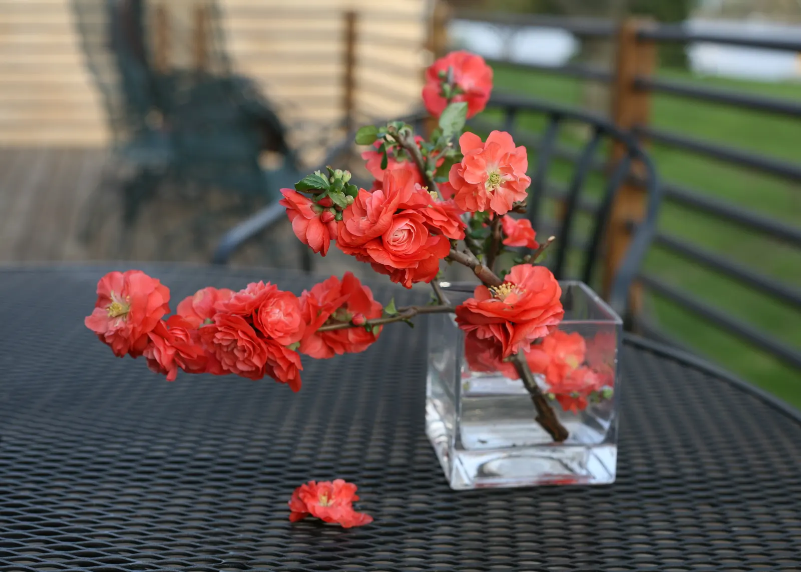 Orange Quince (Chaenomeles speciosa) — information and resources