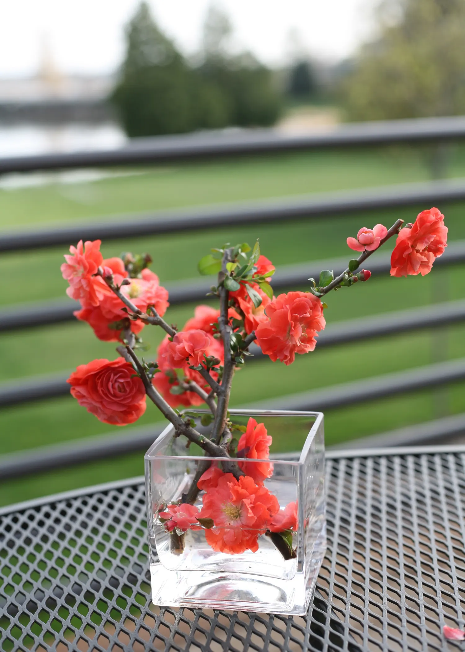 Orange Quince (Chaenomeles speciosa) — Proven Winners - Double Take® Orange - Quince - Chaenomeles speciosa orange plant details