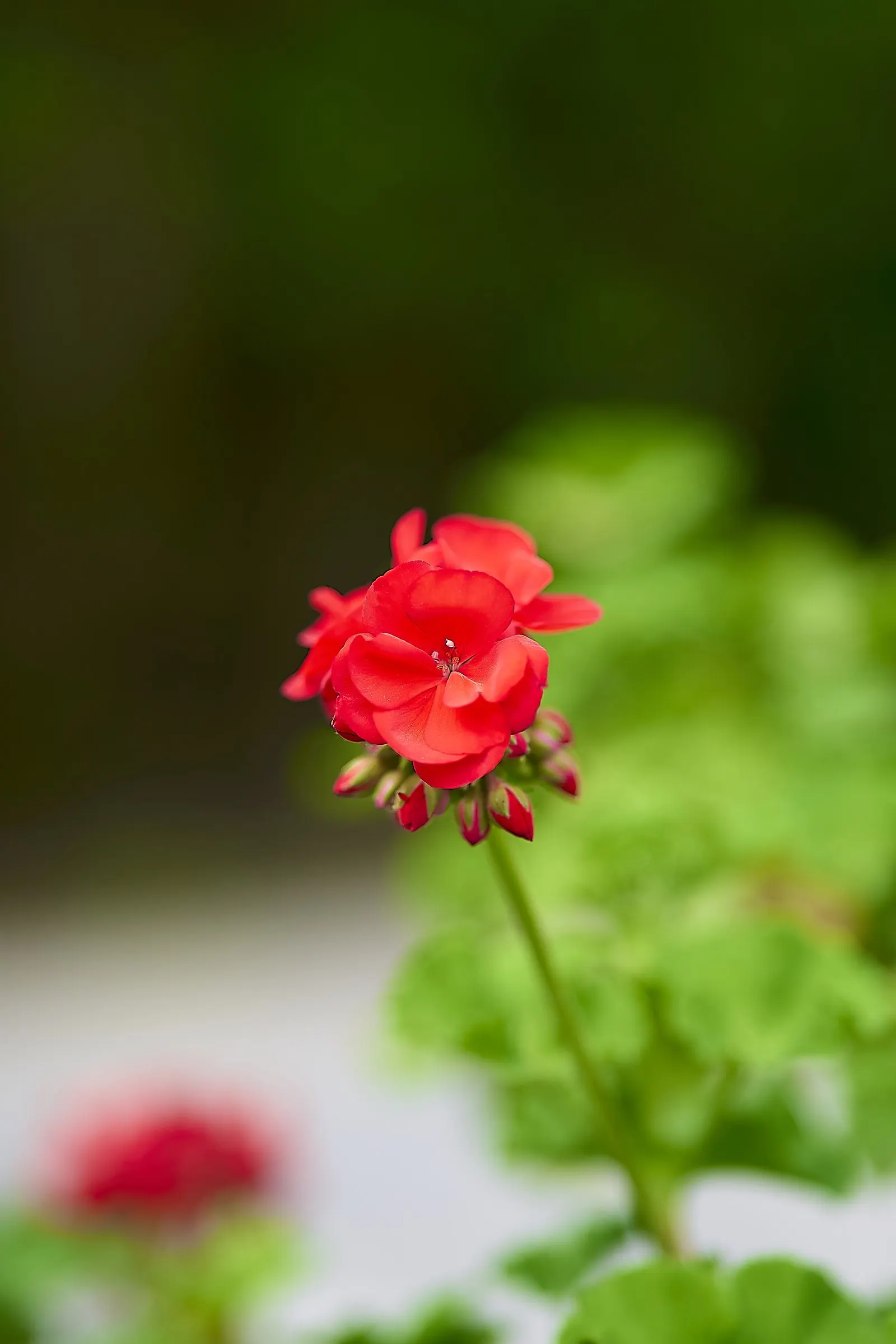 Geranium (Geranium 'Cheryl's Shadow') — This hardy perennial thrives in zones 4-8; hence requiring minimal protection in the garden.<br><br>Low maintenance and