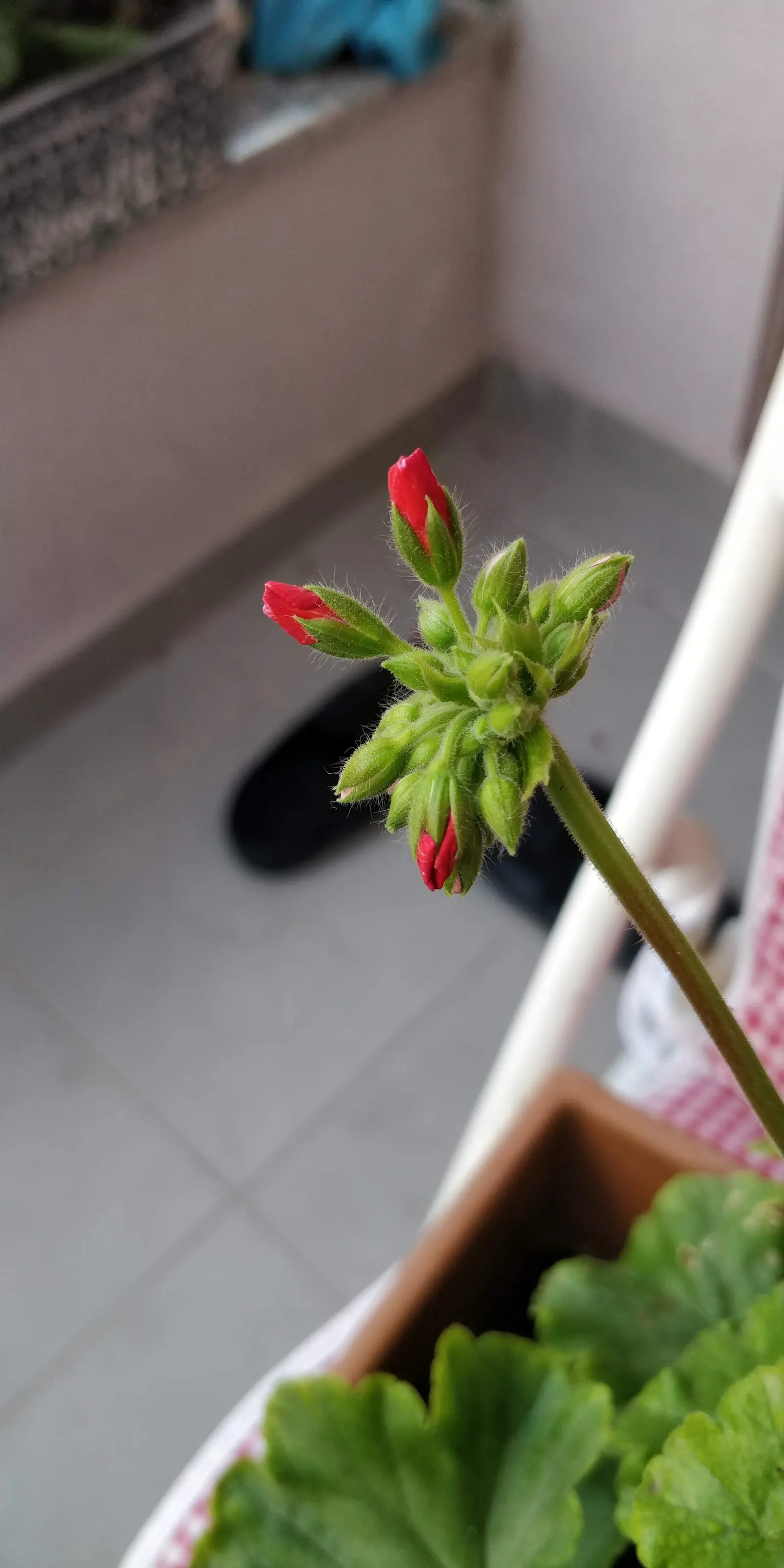 Geranium (Geranium 'Cheryl's Shadow') — The plant is also notably resistant to both deer and rabbits