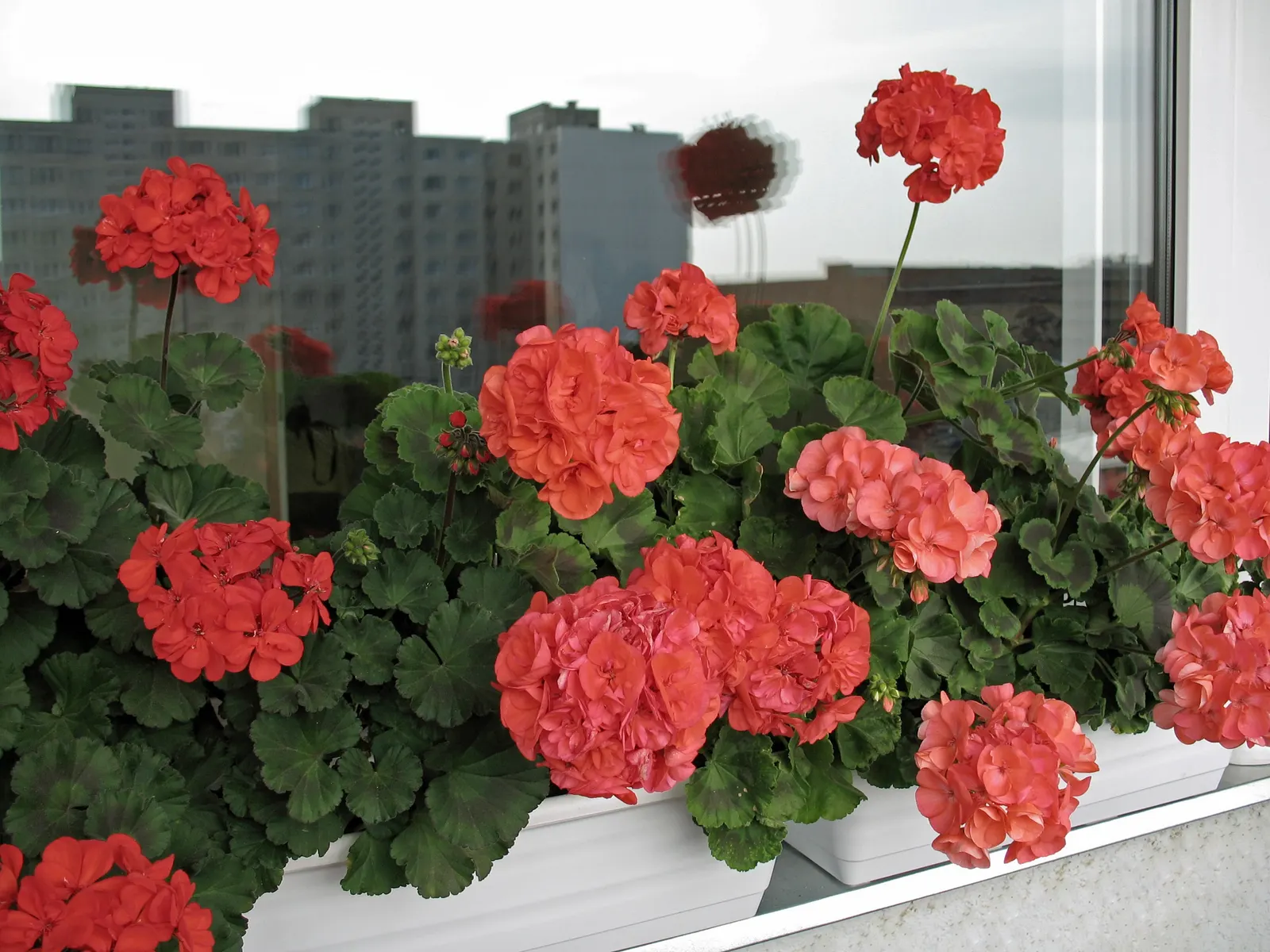 Geranium (Geranium 'Cheryl's Shadow') — it provides low-maintenance seasonal interest and attracts beneficial pollinators