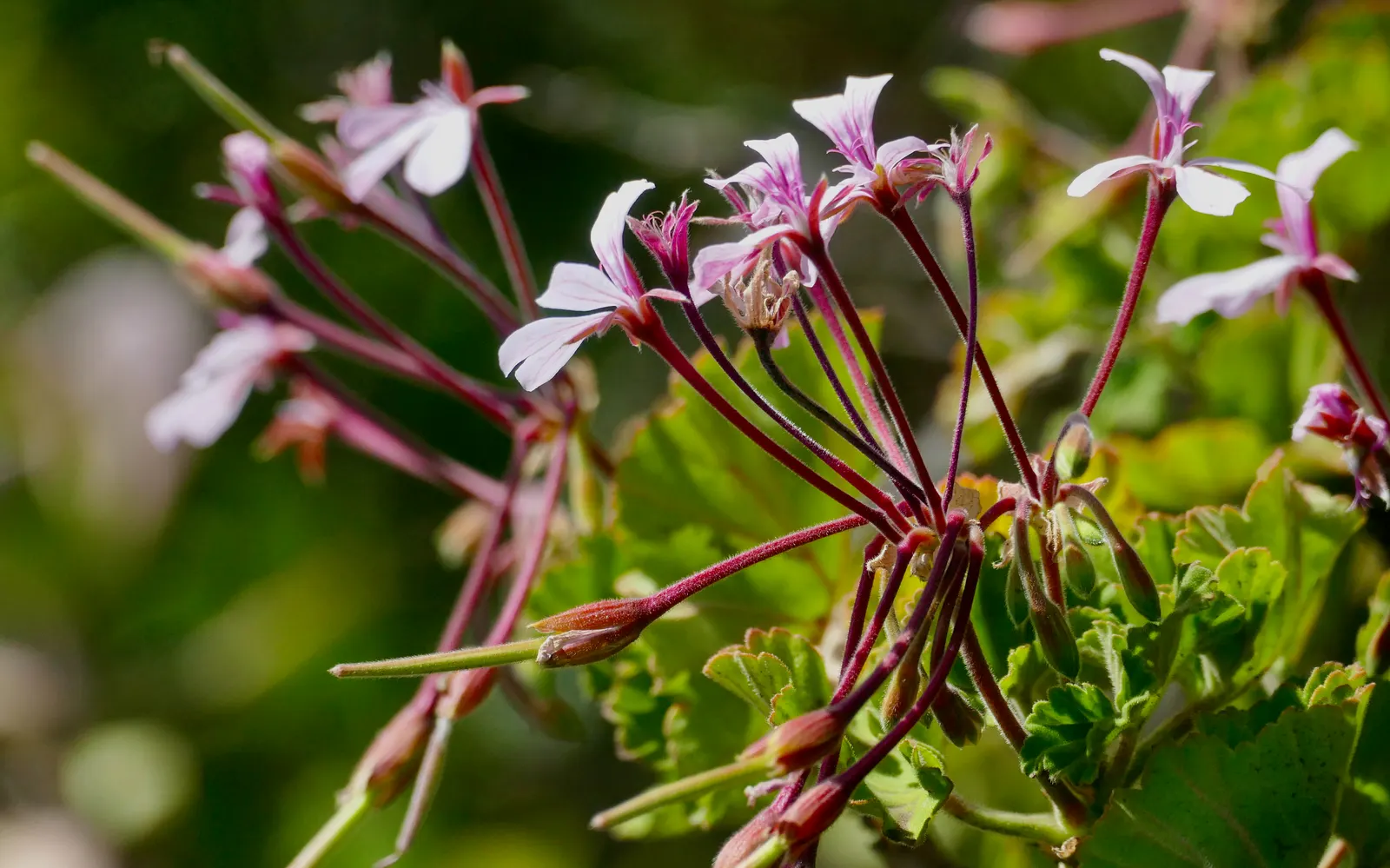 Geranium (Geranium 'Cheryl's Shadow') — each sporting delicate veining which further accentuates their delicate charm