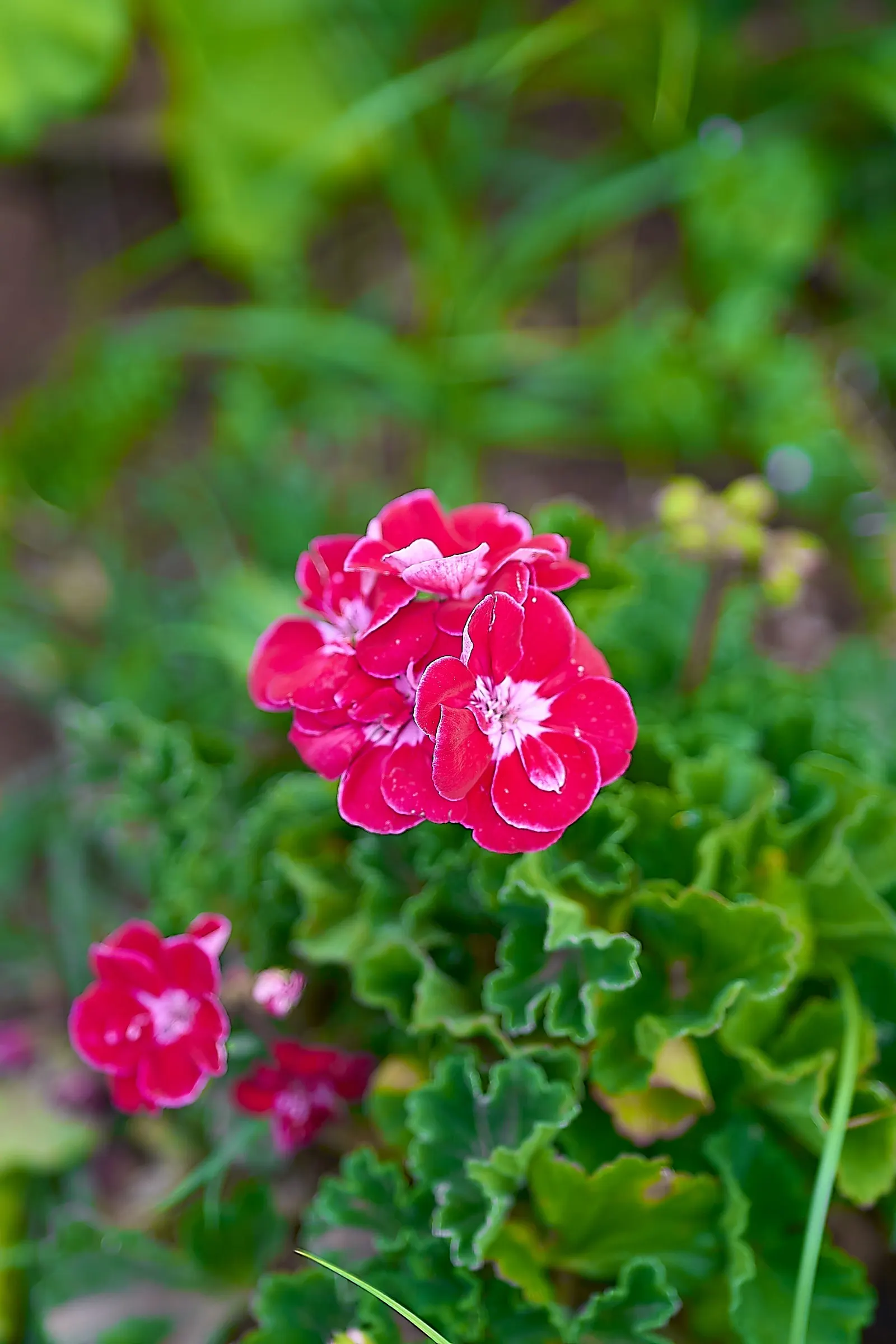 Geranium (Geranium 'Cheryl's Shadow') — Geranium 'Cheryl's Shadow' offers a lush display with its unique silver and green-veined foliage; enjoys partial shade