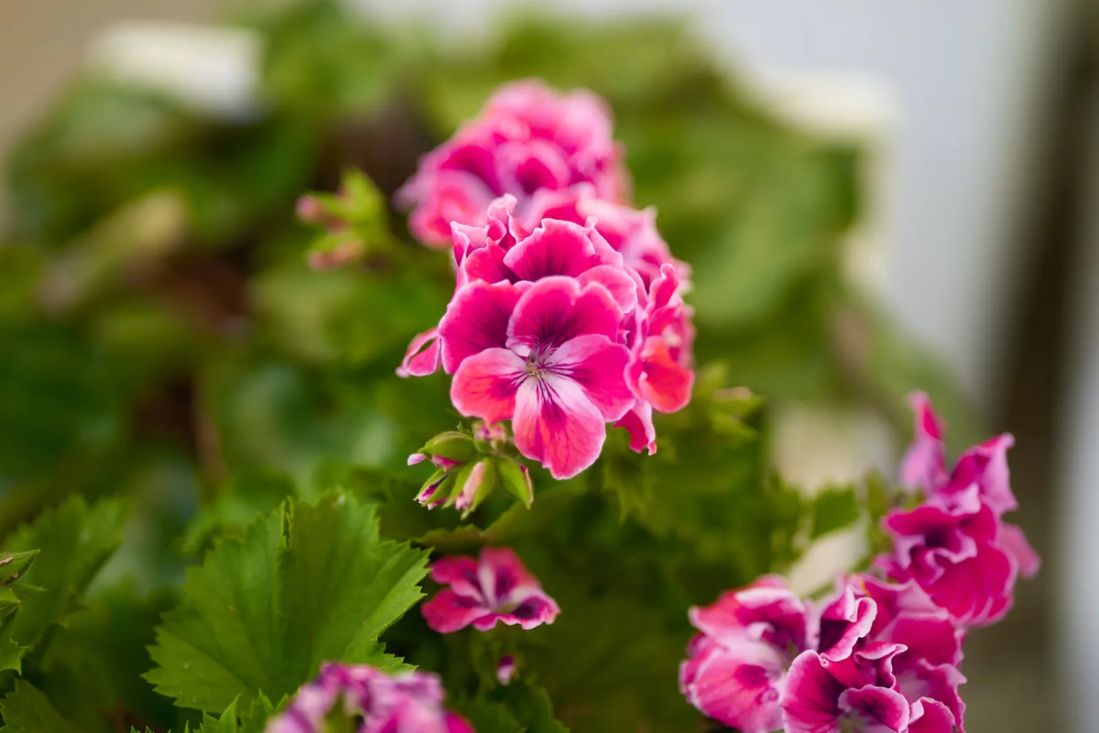 Geranium (Geranium 'Cheryl's Shadow') — It thrives under full sun to part shade conditions