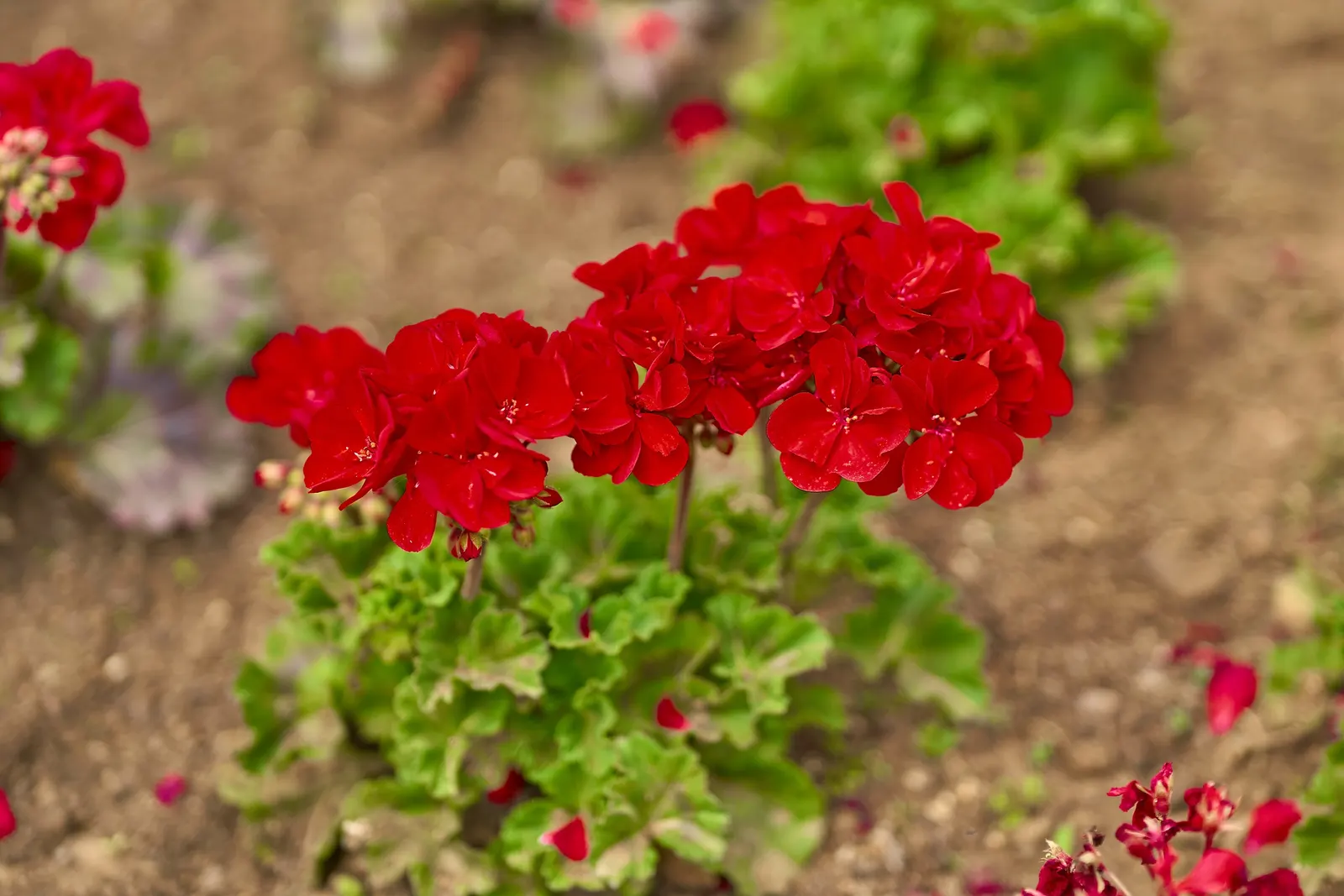 Geranium (Geranium 'Cheryl's Shadow') — enhancing garden vitality and ecological balance; it provides low-maintenance seasonal interest and attracts beneficial