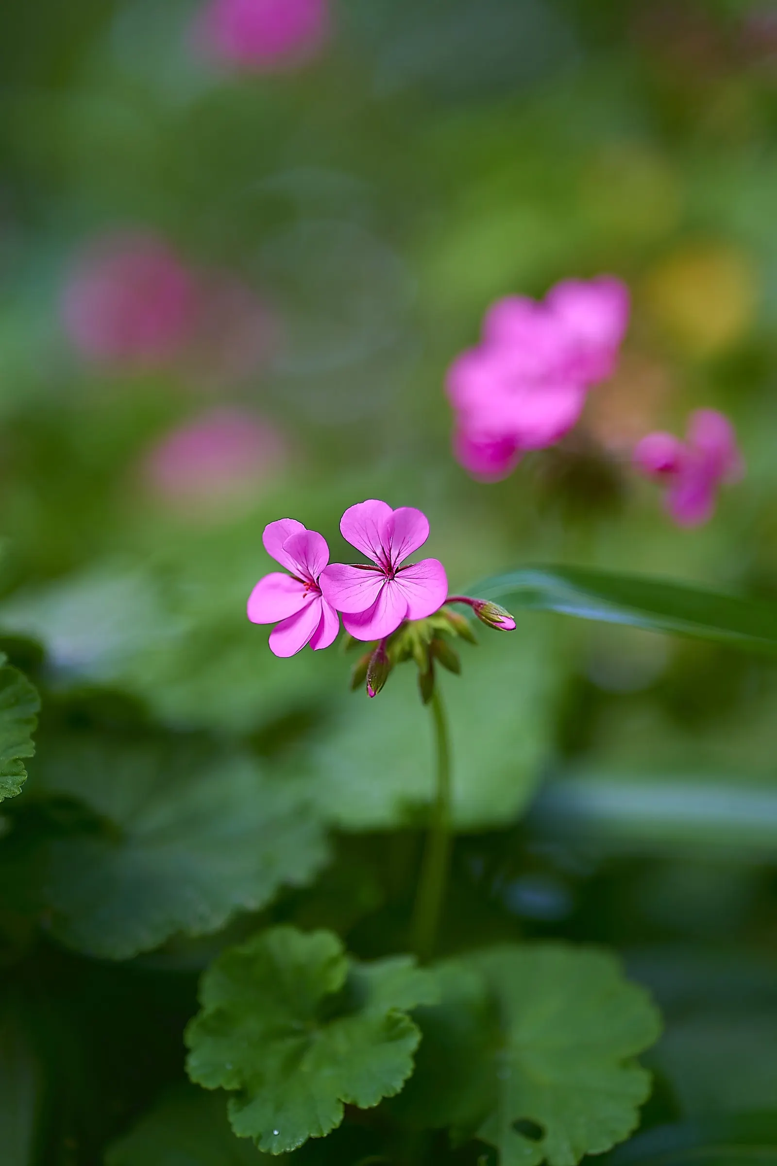 Geranium (Geranium 'Cheryl's Shadow') — pink flowers in the garden