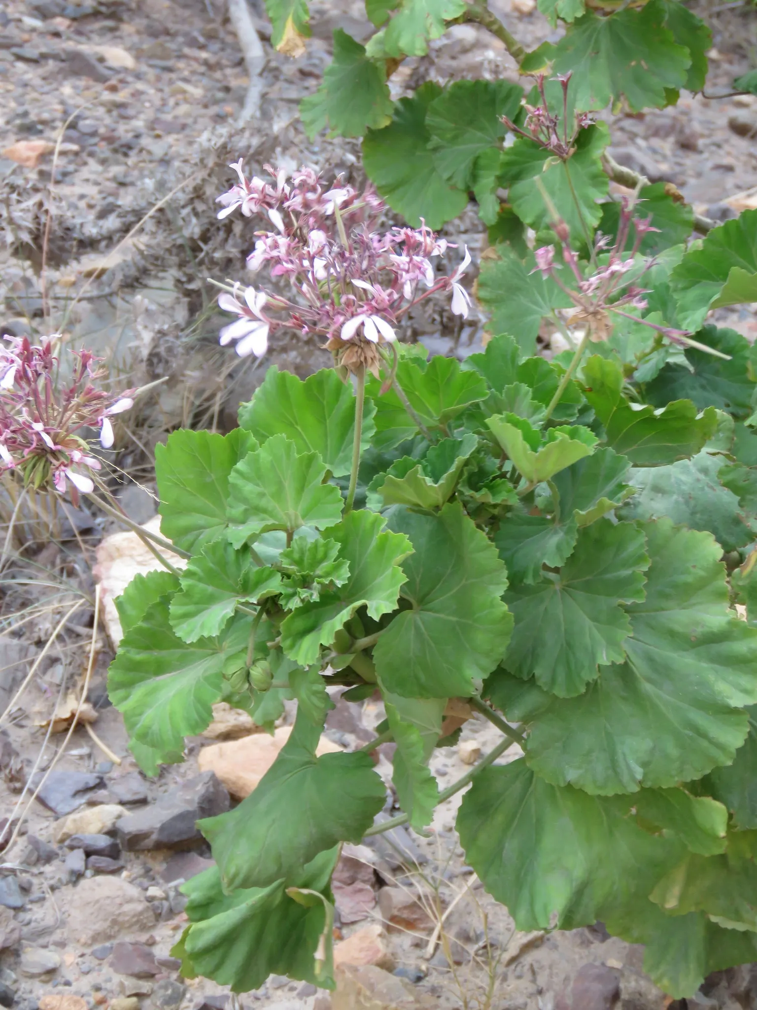 Geranium (Geranium 'Cheryl's Shadow') — the Geranium 'Cheryl's Shadow' produces an abundance of soft lavender to pale pink flowers