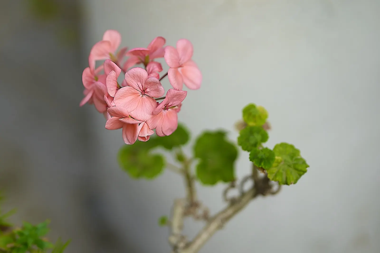 Geranium (Geranium 'Cheryl's Shadow') — hence requiring minimal protection in the garden.<br><br>Low maintenance and adaptable