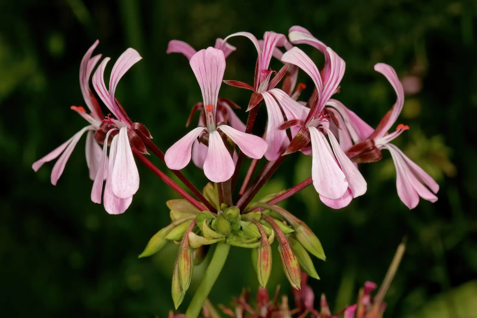 Geranium (Geranium 'Cheryl's Shadow') — enjoys partial shade to full sun; complemented by soft lilac blooms