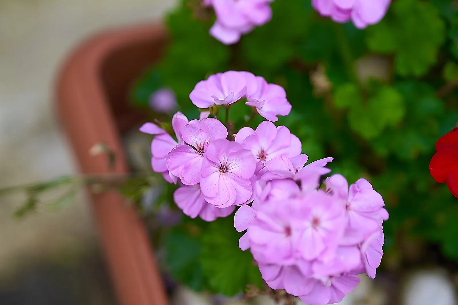 Geranium (Geranium 'Cheryl's Shadow') — this geranium variety fares best in well-draining soil that is consistently moist but not waterlogged