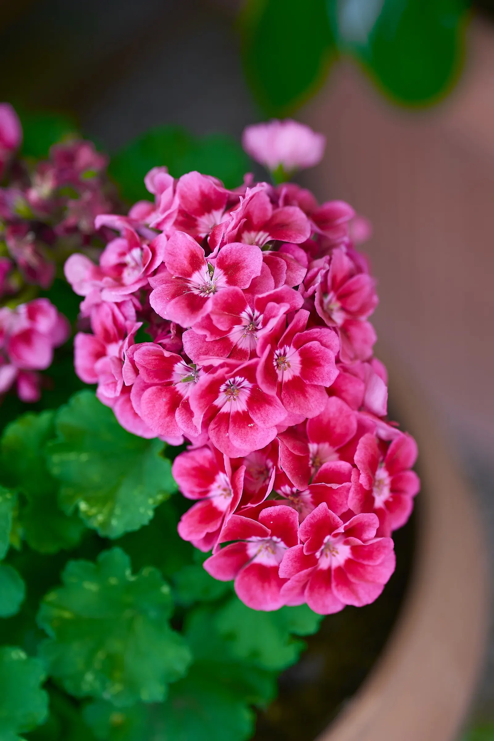 Geranium (Geranium 'Cheryl's Shadow') — Ideal for border fronts or containers; with dappled sunlight helping to enhance the vibrancy of its leaf coloration