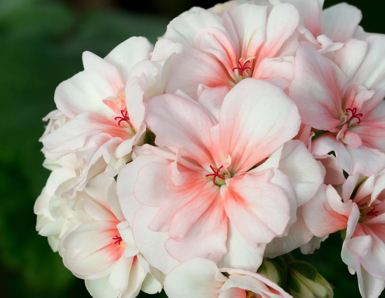 Geranium (Geranium 'Cheryl's Shadow') — a cultivar of the Geranium genus