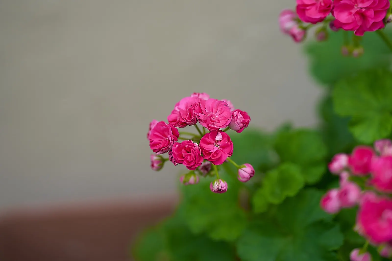 Geranium (Geranium 'Cheryl's Shadow') — These blooms stand atop slender stems that rise from the plant's compact