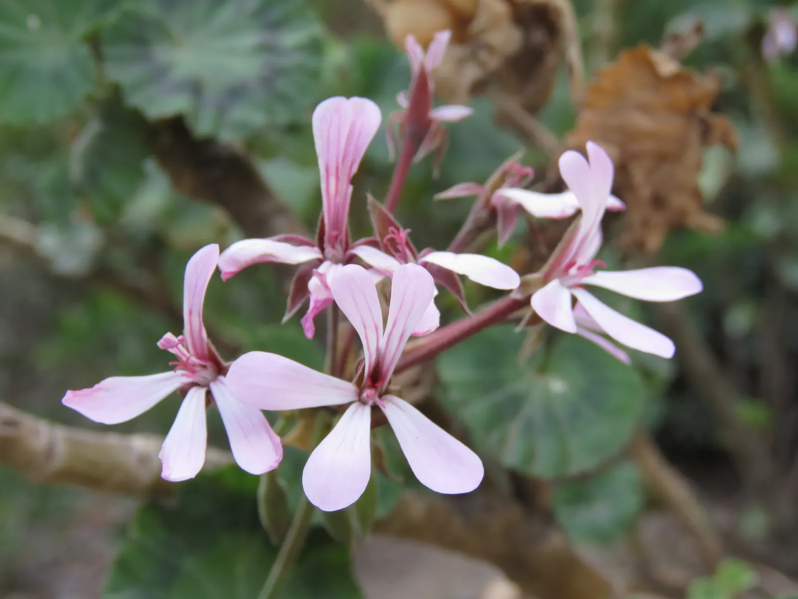 Geranium (Geranium 'Cheryl's Shadow') — enhancing garden vitality and ecological balance