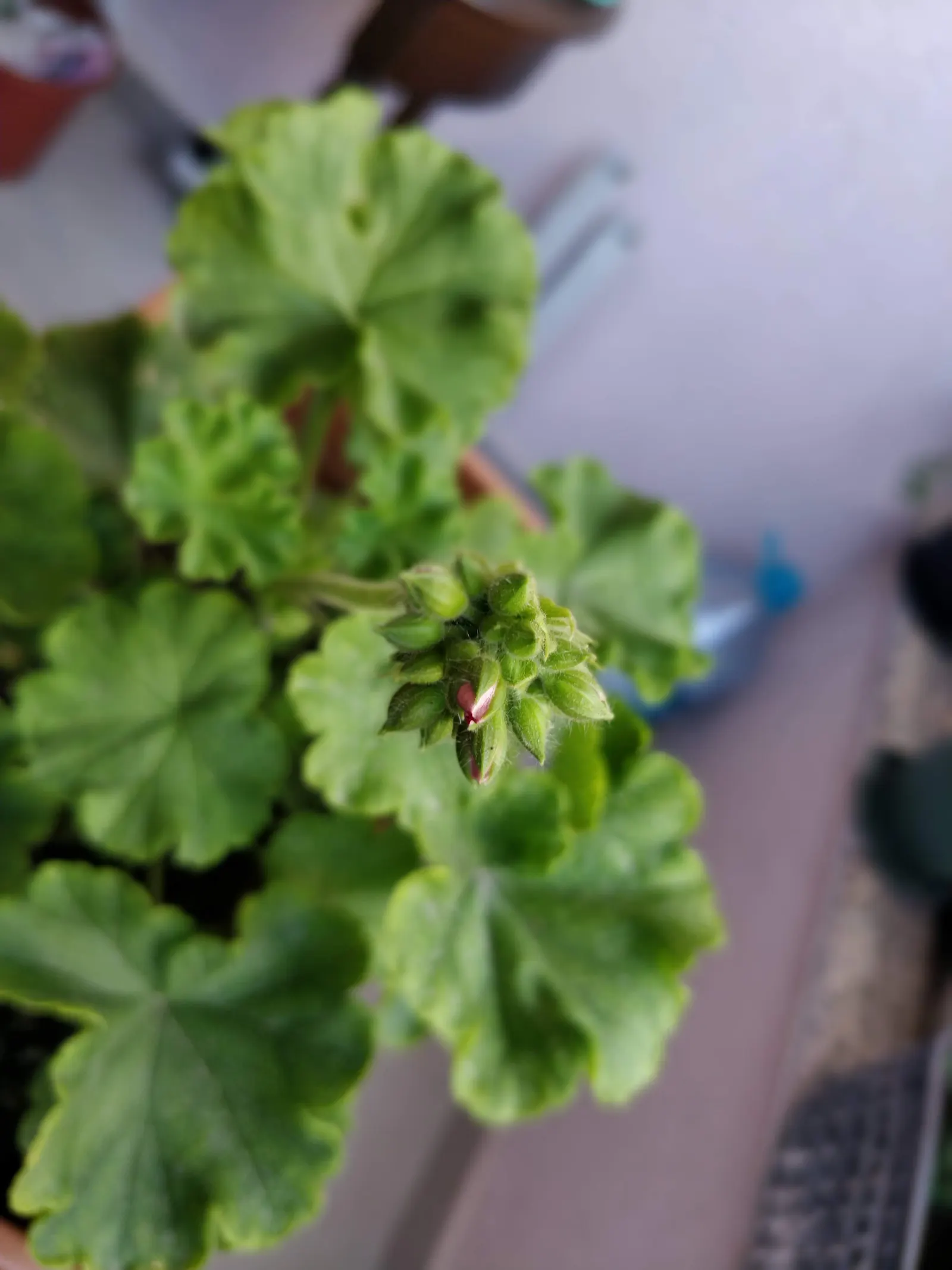 Geranium (Geranium 'Cheryl's Shadow') — with dappled sunlight helping to enhance the vibrancy of its leaf coloration