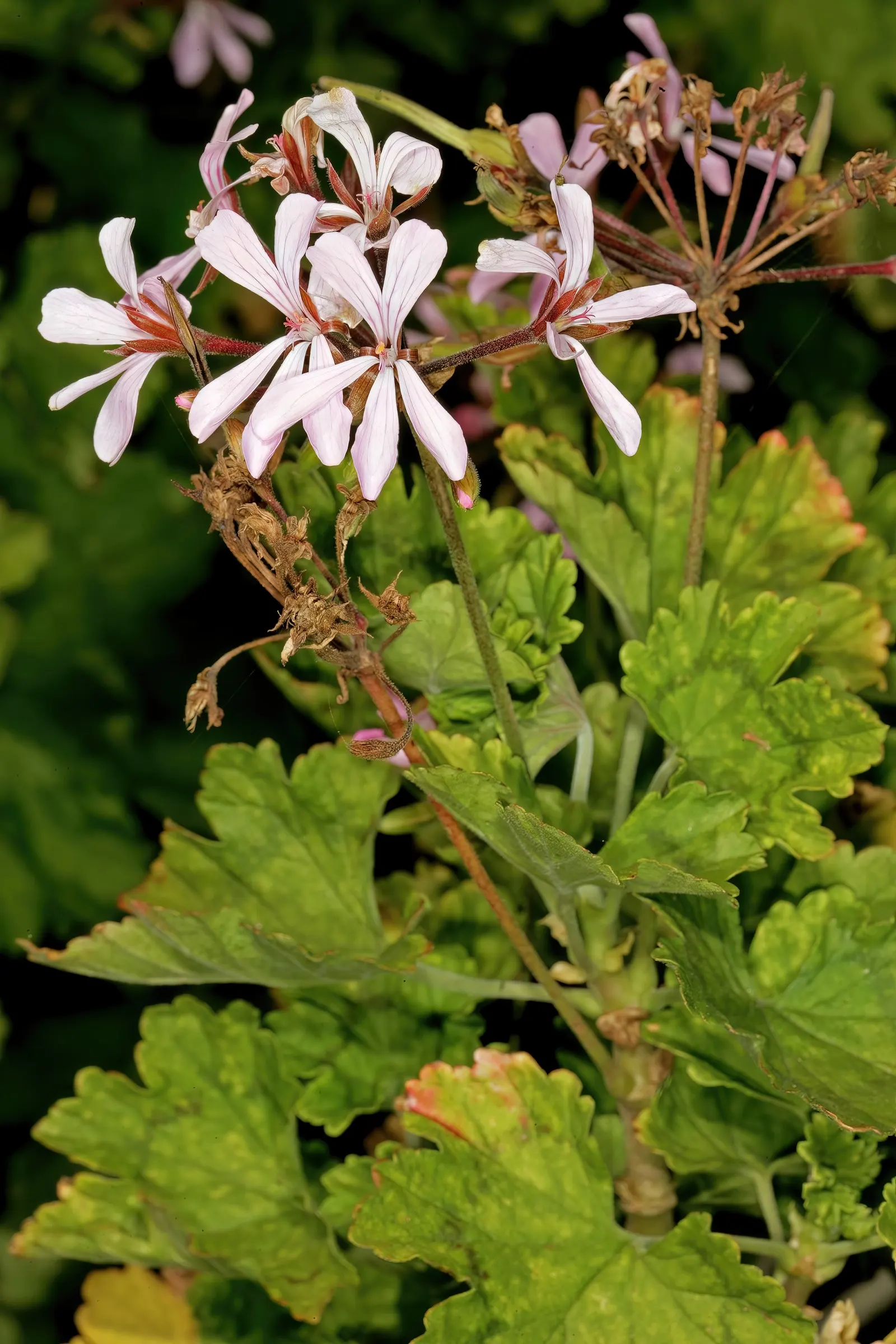 Geranium (Geranium 'Cheryl's Shadow') — and reaches up to 12-18 inches in height with a similar spread