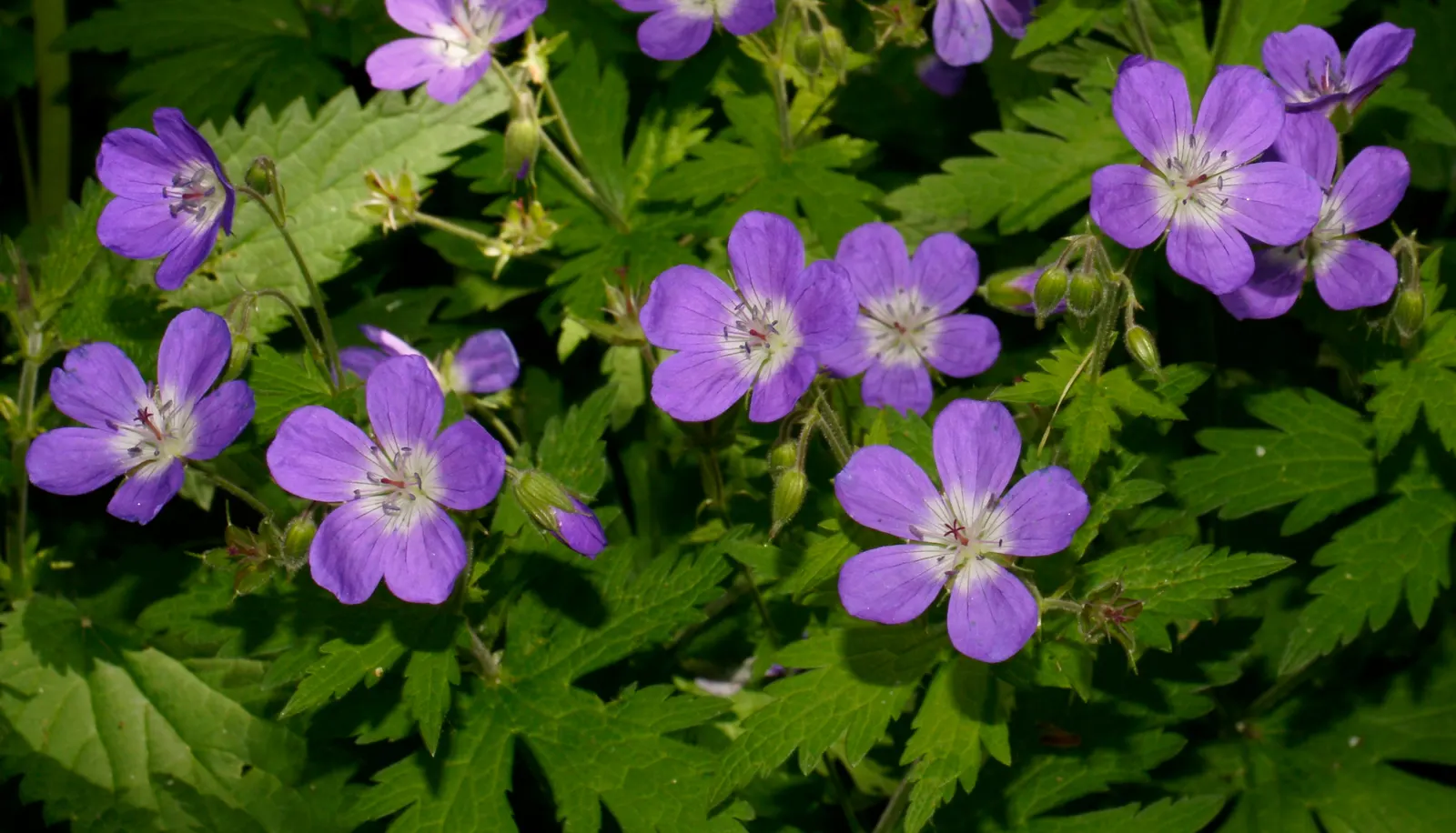 Geranium (Geranium 'Cheryl's Shadow') — Geranium 'Cheryl's Shadow' serves as an excellent ground cover