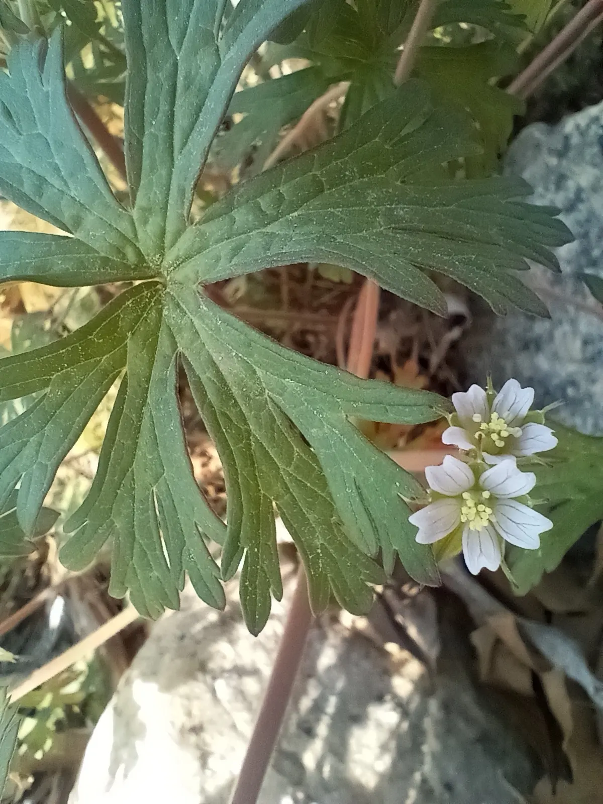 Geranium (Geranium 'Cheryl's Shadow') — perennial for full