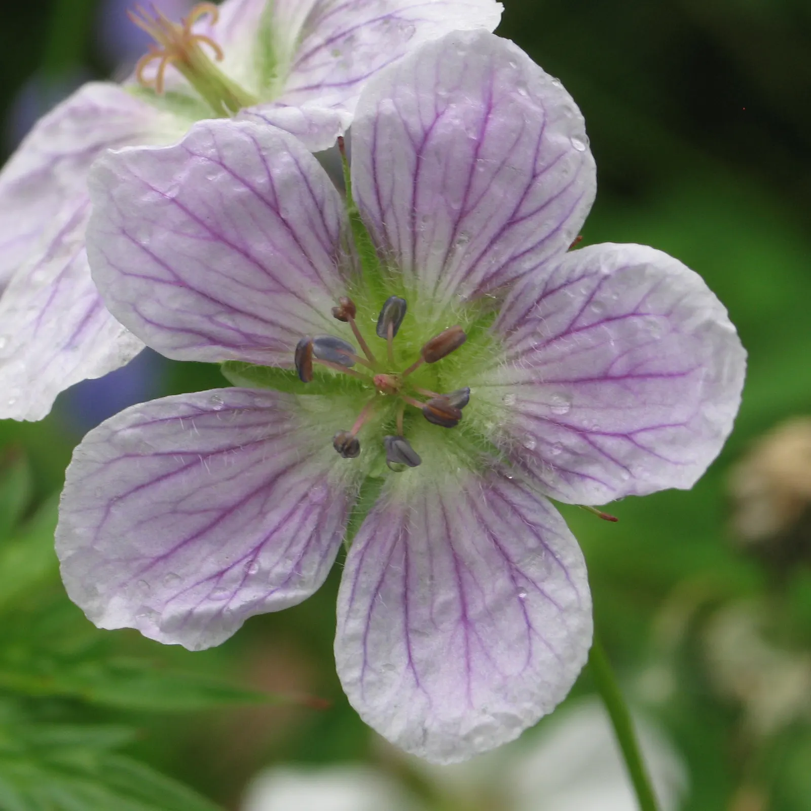 Geranium (Geranium 'Cheryl's Shadow') — enjoys partial shade to full sun