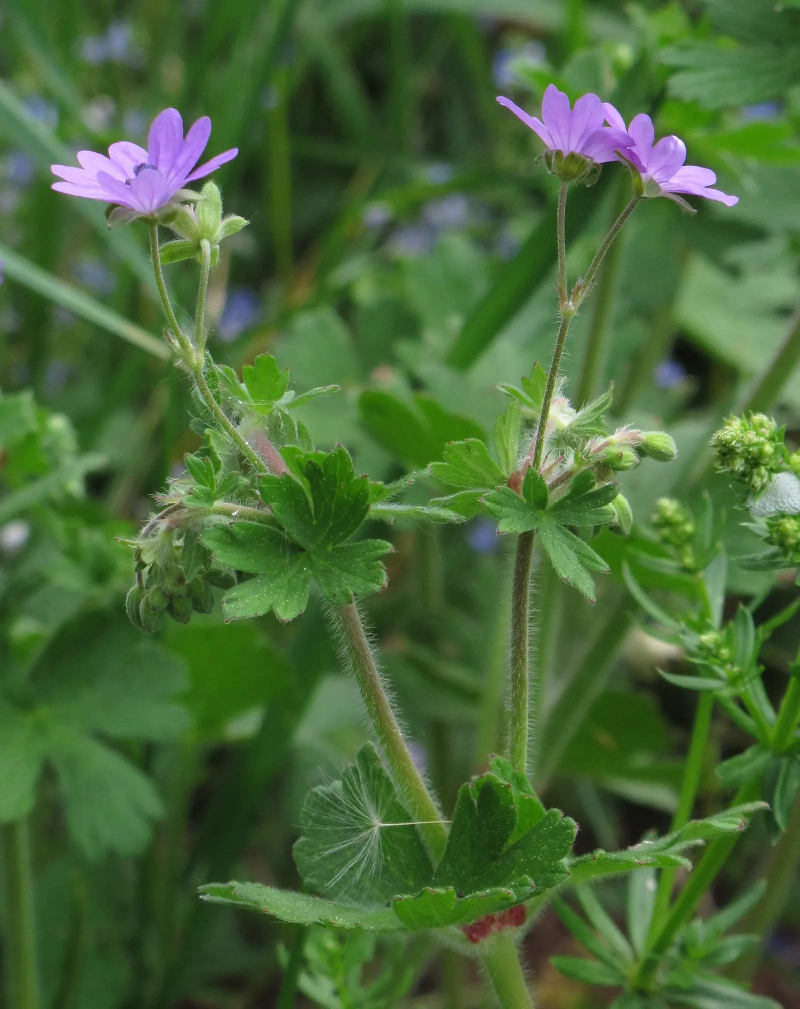 Geranium (Geranium 'Cheryl's Shadow') — and reaches up to 12-18 inches in height with a similar spread; a cultivar of the Geranium genus