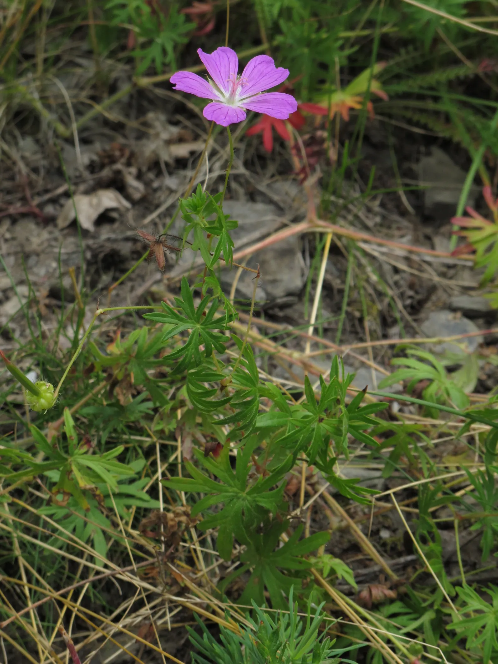 Geranium (Geranium 'Cheryl's Shadow') — Ideal for border fronts or containers