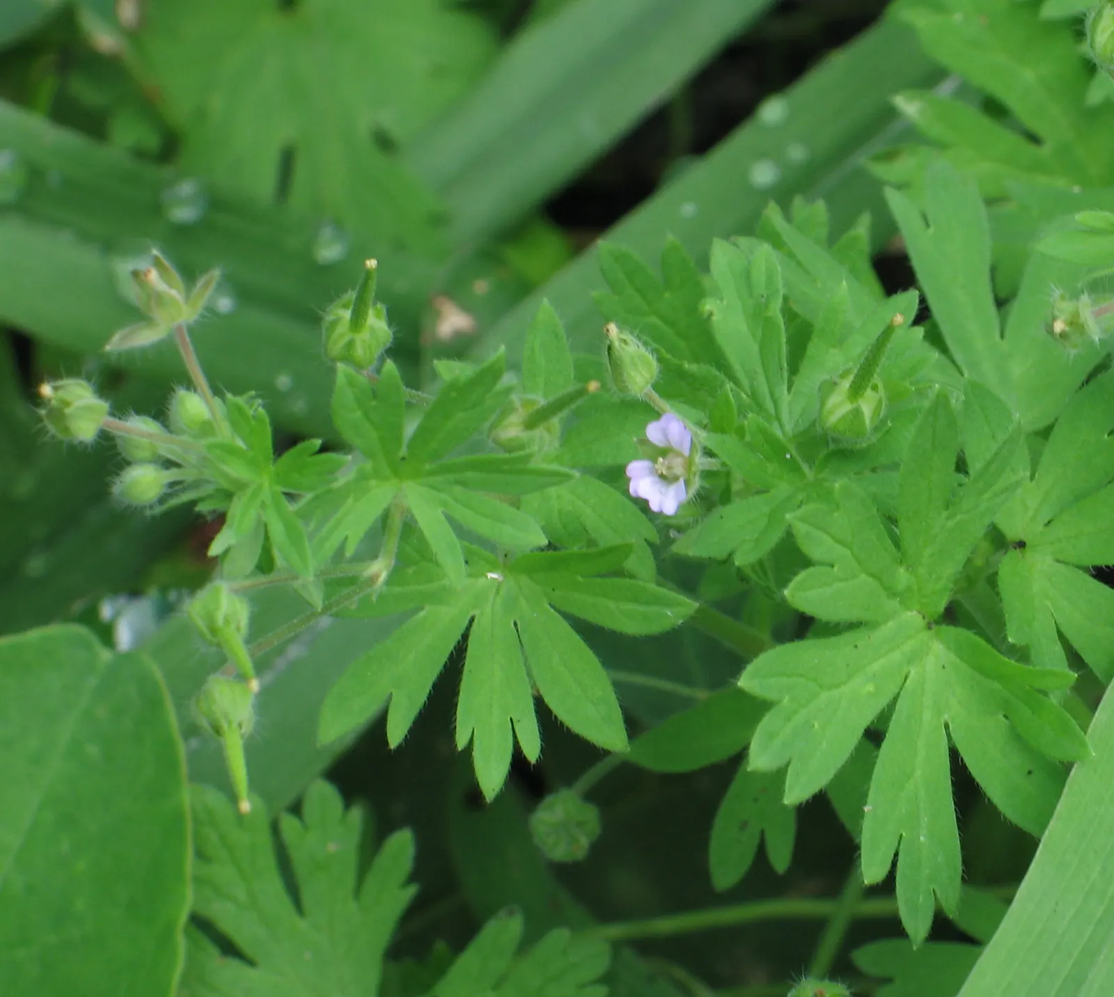Geranium (Geranium 'Cheryl's Shadow') — complemented by soft lilac blooms; the Geranium 'Cheryl's Shadow' produces an abundance of soft lavender to pale pink