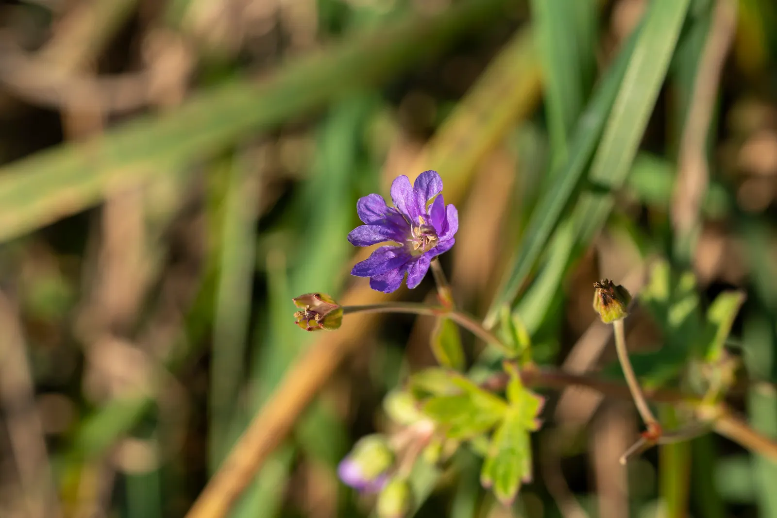 Geranium (Geranium 'Cheryl's Shadow') — a cultivar of the Geranium genus; this geranium variety fares best in well-draining soil that is consistently moist but