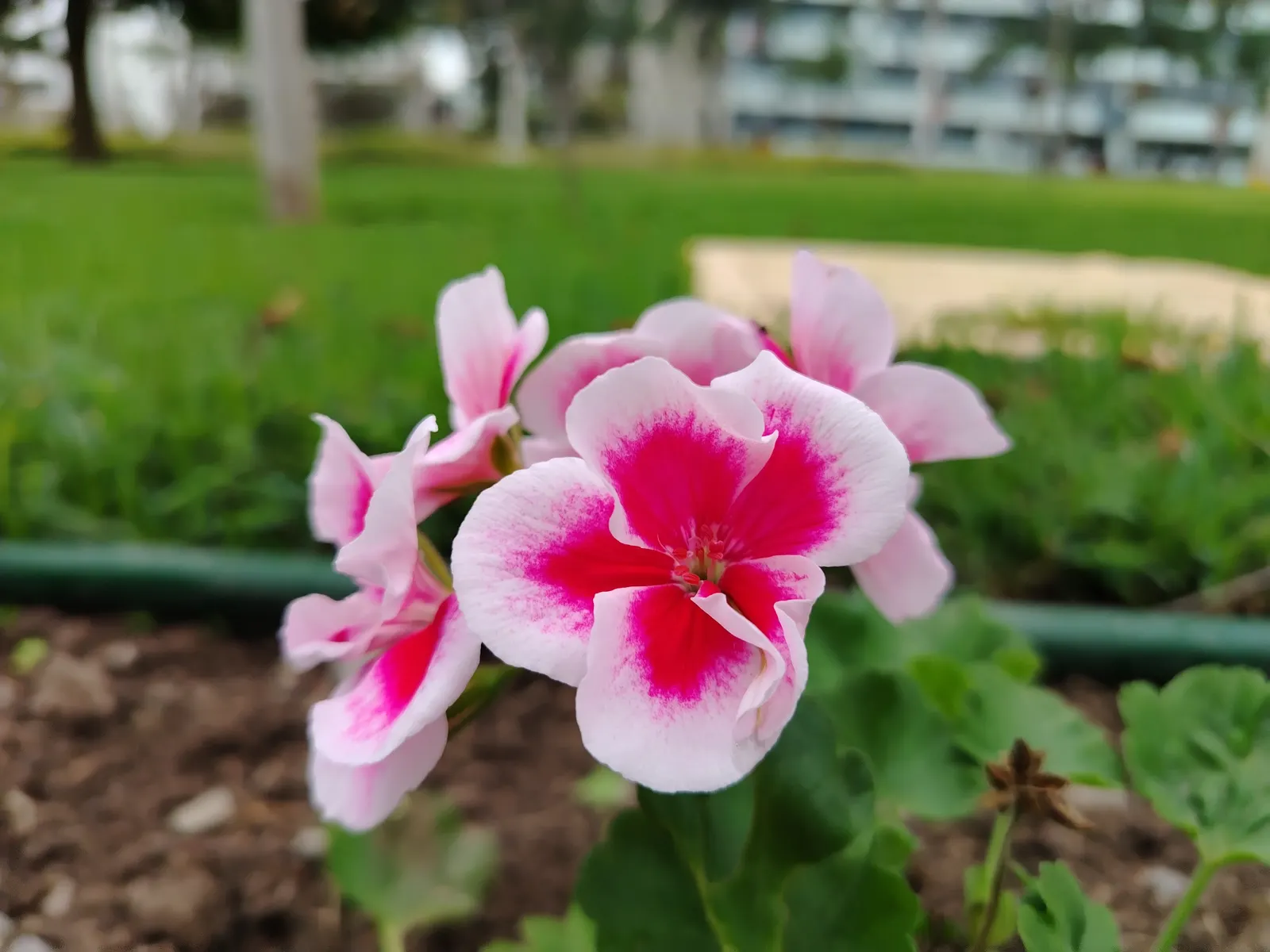 Geranium (Geranium 'Cheryl's Shadow') — This hardy perennial thrives in zones 4-8