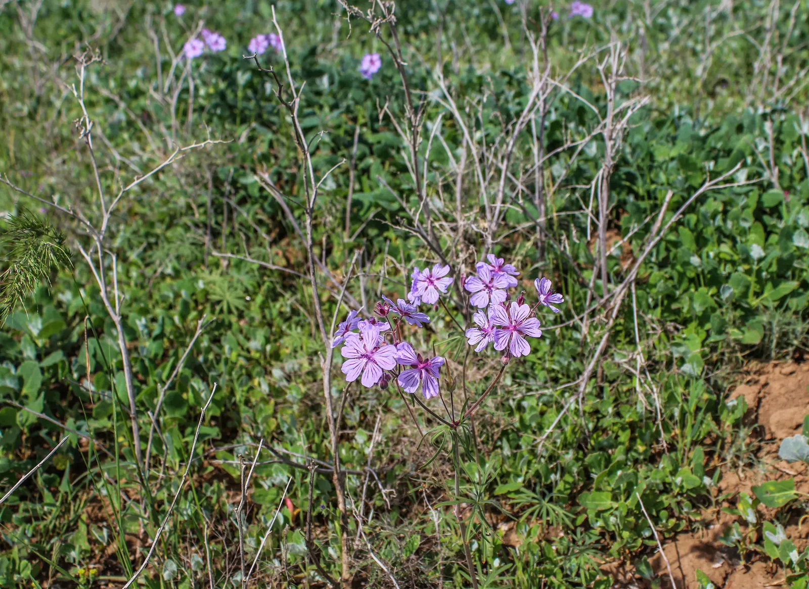 Geranium (Geranium 'Cheryl's Shadow') — As a cultivar known for its robust growth and remarkable foliage