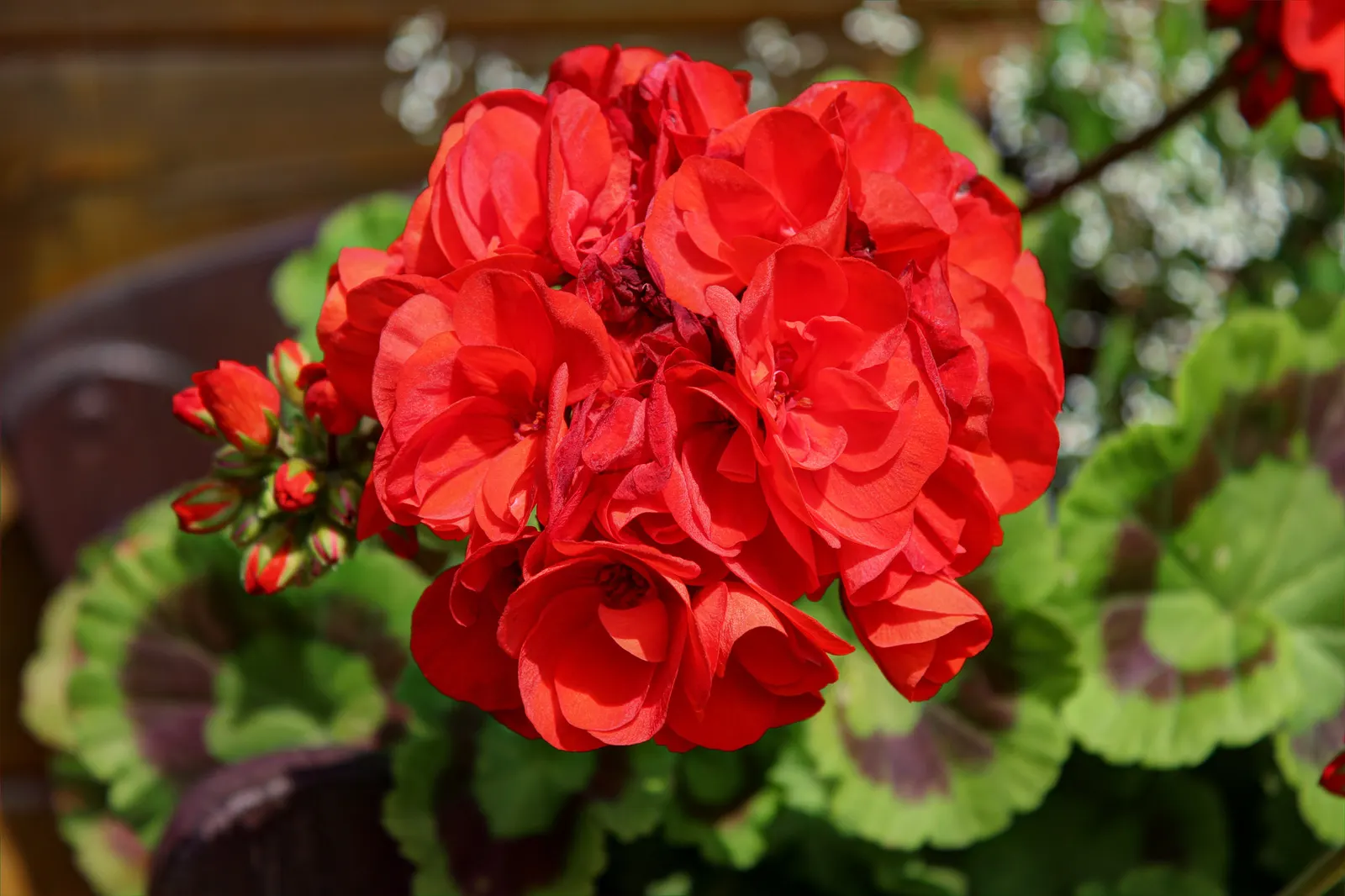 Geranium (Geranium 'Cheryl's Shadow') — it provides low-maintenance seasonal interest and attracts beneficial pollinators; perennial for full
