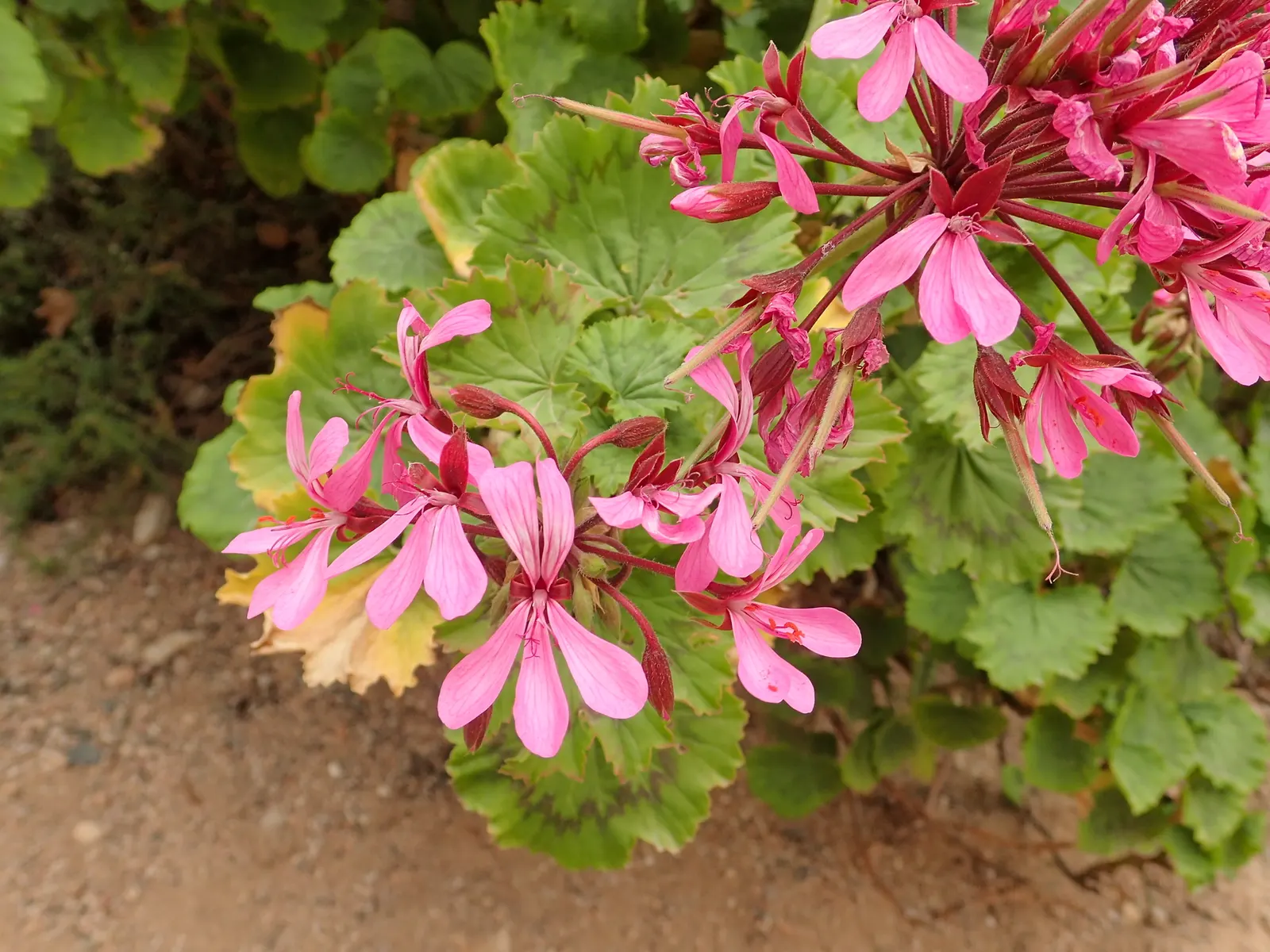 Geranium (Geranium 'Cheryl's Shadow') — perennial with pink blooms