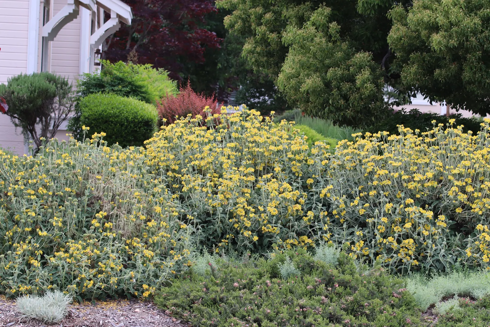 Jerusalem Sage (Phlomis Fruticosa) — This perennial showcases woolly