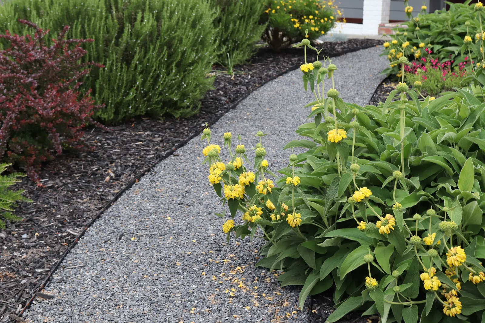 Jerusalem Sage (Phlomis Fruticosa) — Jerusalem Sage (Phlomis fruticosa) is a Mediterranean shrub that brings texture and color to your garden