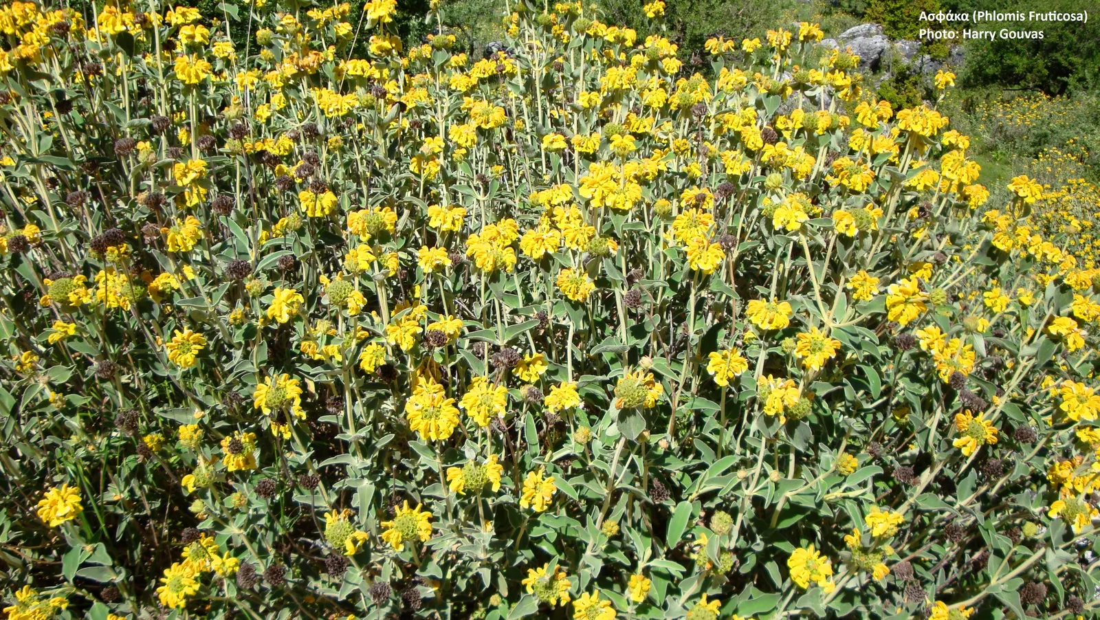 Jerusalem Sage (Phlomis Fruticosa) — It grows to a height of 3-4 feet with an equal spread