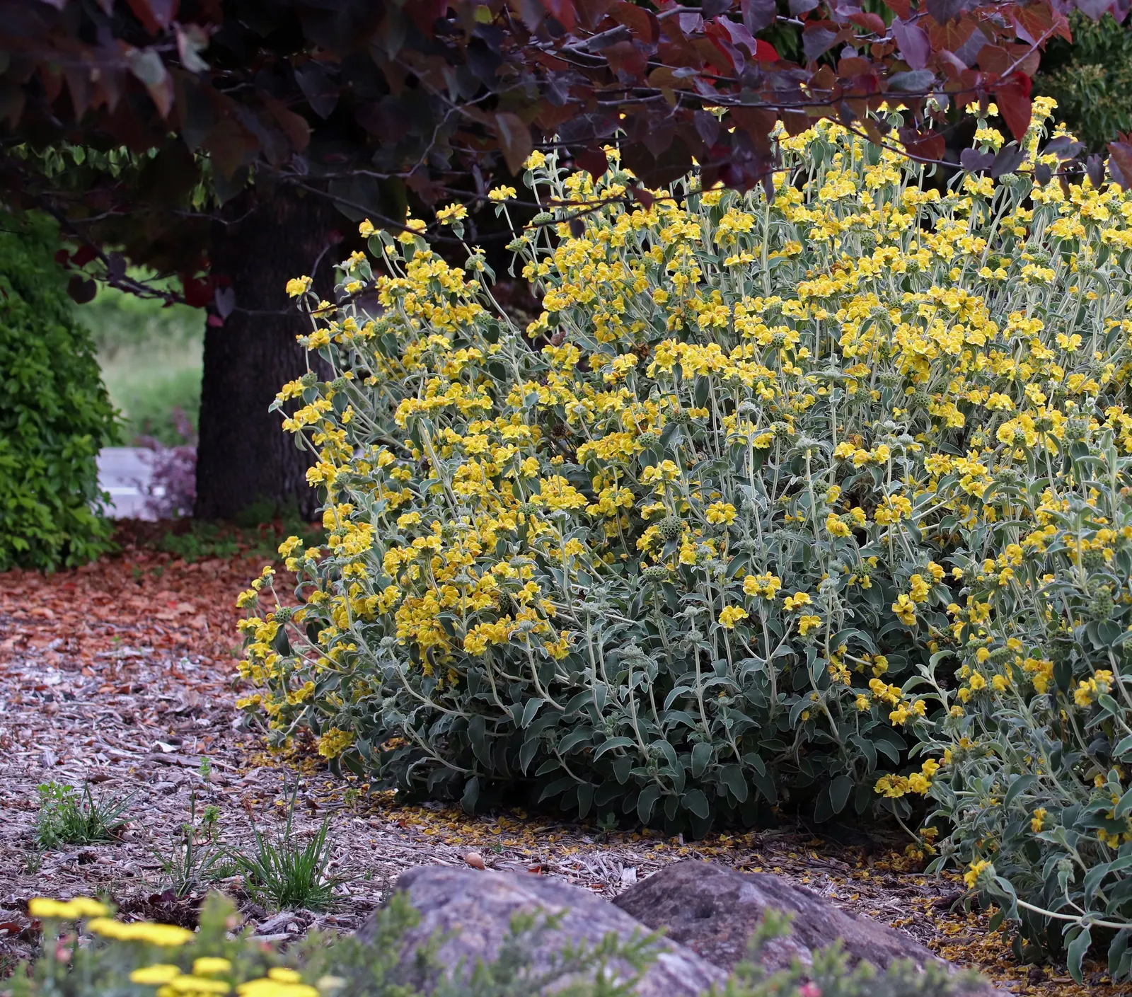 Jerusalem Sage (Phlomis Fruticosa) — silver-green leaves and vibrant yellow flowers in tiered whorls from late spring to early summer