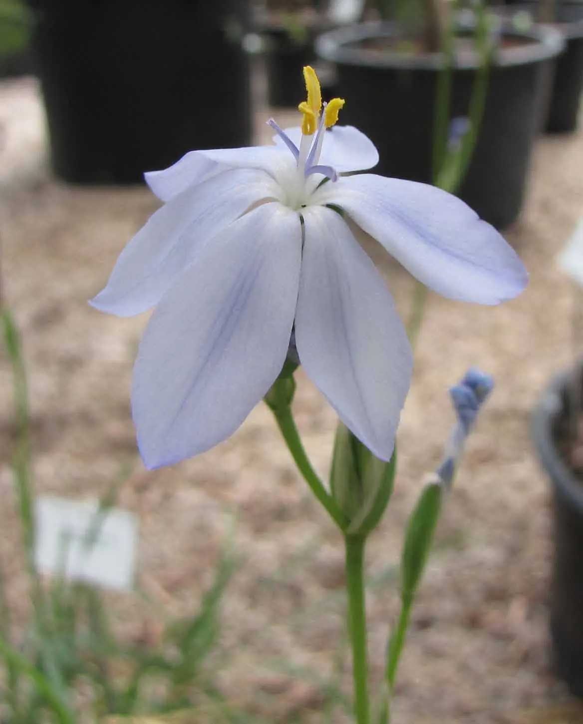 Morning Flag (Orthrosanthus Multiflorus) — is an enchanting perennial ideally suited for adding a splash of vibrant color to your garden design