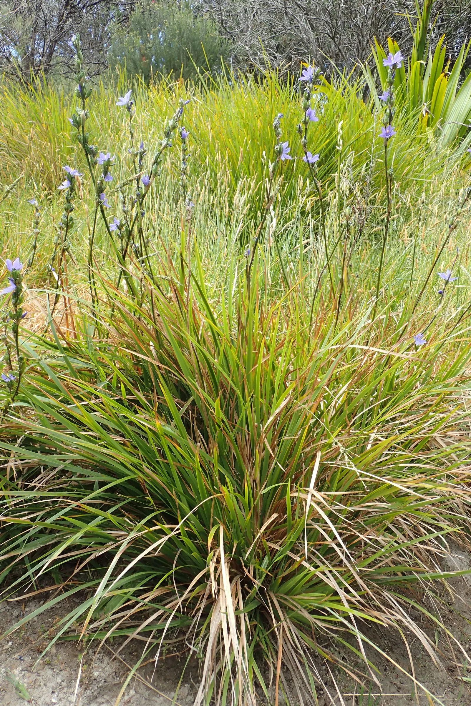 Morning Flag (Orthrosanthus Multiflorus) — commonly known as Morning Flag