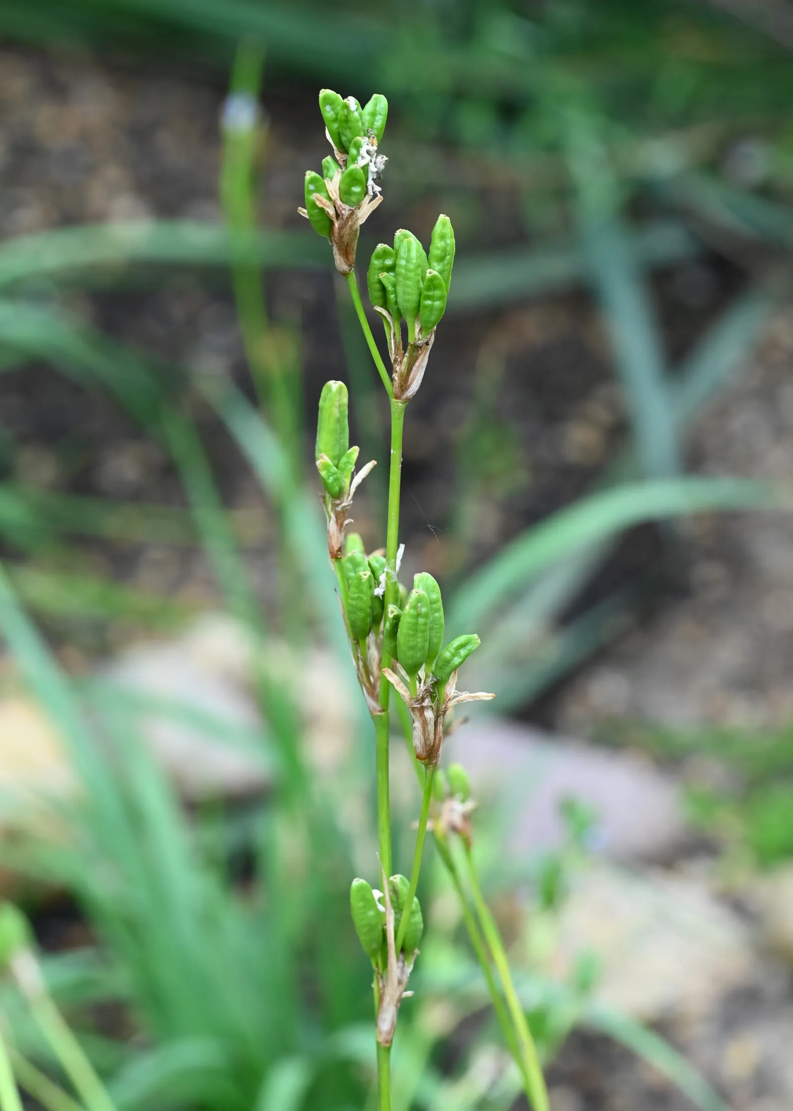 Morning Flag (Orthrosanthus Multiflorus) — In late spring to early summer, its striking iridescent blue flowers emerge, resembling small irises